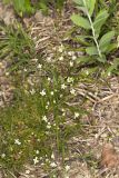 Michaux's Stitchwort, Minuartia michauxii