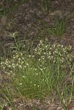 Michaux's Stitchwort, Minuartia michauxii