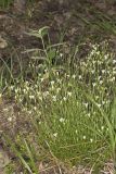 Michaux's Stitchwort, Minuartia michauxii