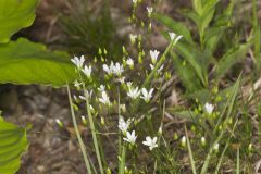 Michaux's Stitchwort, Minuartia michauxii
