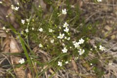 Michaux's Stitchwort, Minuartia michauxii
