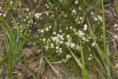 Michaux's Stitchwort, Minuartia michauxii