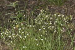 Michaux's Stitchwort, Minuartia michauxii