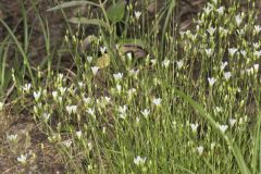 Michaux's Stitchwort, Minuartia michauxii