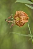 Michigan Lily, Lilium michiganense