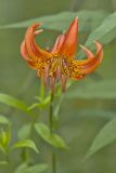 Michigan Lily, Lilium michiganense