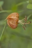 Michigan Lily, Lilium michiganense
