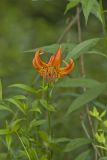 Michigan Lily, Lilium michiganense