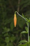 Michigan Lily, Lilium michiganense