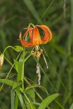 Michigan Lily, Lilium michiganense
