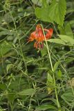 Michigan Lily, Lilium michiganense
