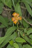 Michigan Lily, Lilium michiganense