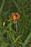 Michigan Lily, Lilium michiganense
