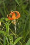 Michigan Lily, Lilium michiganense
