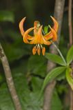 Michigan Lily, Lilium michiganense