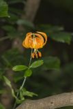 Michigan Lily, Lilium michiganense