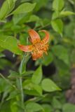 Michigan Lily, Lilium michiganense