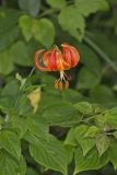 Michigan Lily, Lilium michiganense