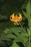 Michigan Lily, Lilium michiganense
