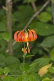 Michigan Lily, Lilium michiganense