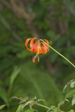 Michigan Lily, Lilium michiganense
