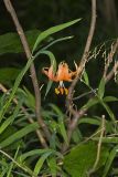 Michigan Lily, Lilium michiganense