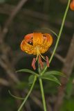 Michigan Lily, Lilium michiganense