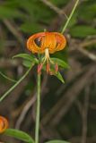Michigan Lily, Lilium michiganense