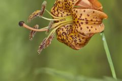 Michigan Lily, Lilium michiganense