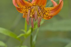 Michigan Lily, Lilium michiganense