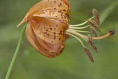 Michigan Lily, Lilium michiganense