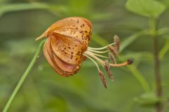 Michigan Lily, Lilium michiganense