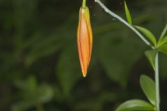 Michigan Lily, Lilium michiganense