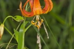 Michigan Lily, Lilium michiganense