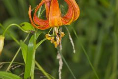 Michigan Lily, Lilium michiganense
