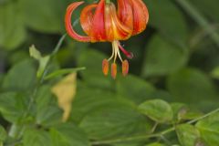Michigan Lily, Lilium michiganense