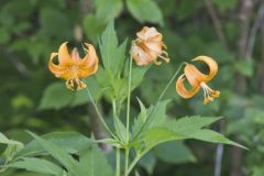 Michigan Lily, Lilium michiganense