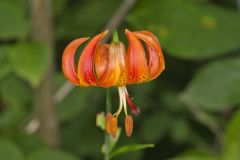 Michigan Lily, Lilium michiganense