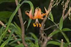 Michigan Lily, Lilium michiganense