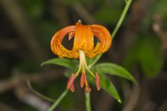 Michigan Lily, Lilium michiganense
