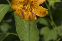 Michigan Lily, Lilium michiganense