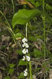 Midwestern Arrowhead, Sagittaria brevirostra
