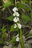 Midwestern Arrowhead, Sagittaria brevirostra