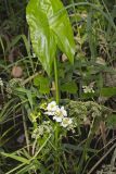 Midwestern Arrowhead, Sagittaria brevirostra
