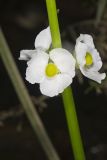Midwestern Arrowhead, Sagittaria brevirostra