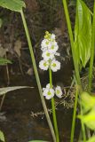 Midwestern Arrowhead, Sagittaria brevirostra