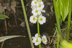 Alismataceae, Water Plantains