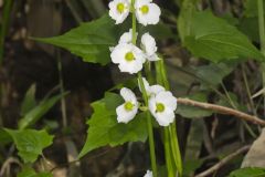 Midwestern Arrowhead, Sagittaria brevirostra