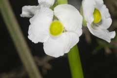 Midwestern Arrowhead, Sagittaria brevirostra