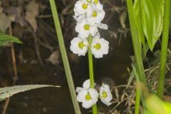 Midwestern Arrowhead, Sagittaria brevirostra
